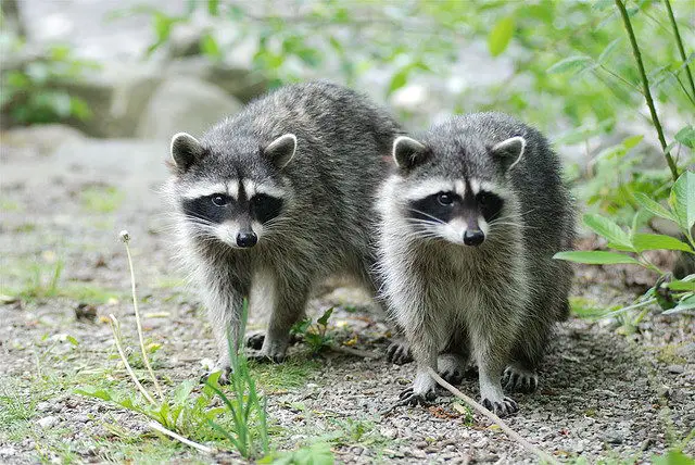 Two Raccoon facts