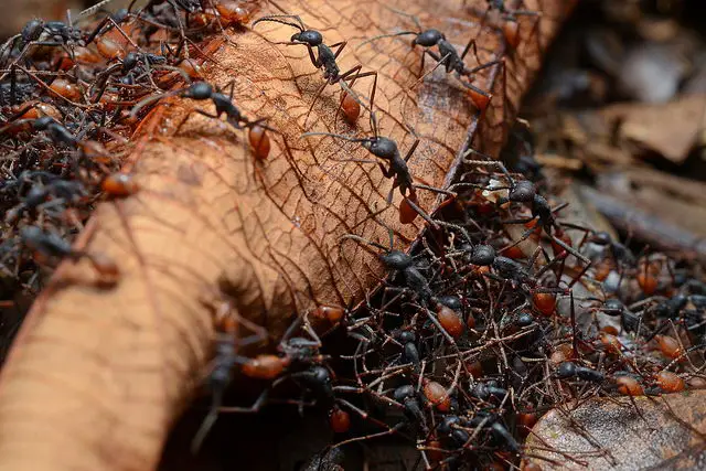 ant facts for kids | army of ants