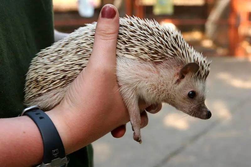 hedgehog in hand - what do hedgehogs eat