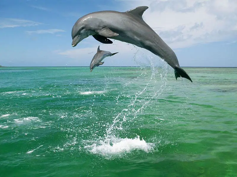 what do dolphins eat - two dolphins jumping