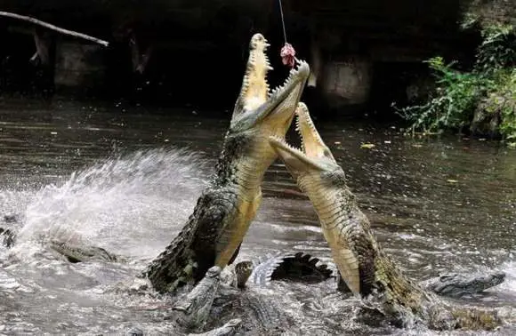 what do crocodiles eat