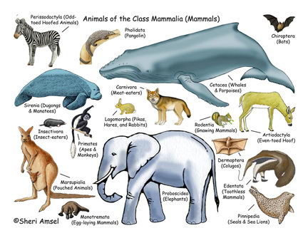 Facts About Mammals Characteristics of Mammals Classification of Mammals
