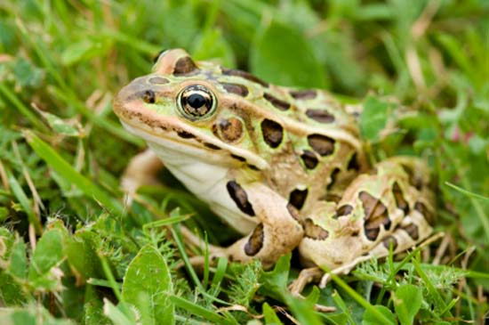 leopard Frog - what do frogs eat 
