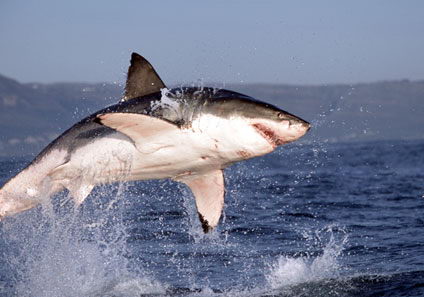 what do great white sharks eat