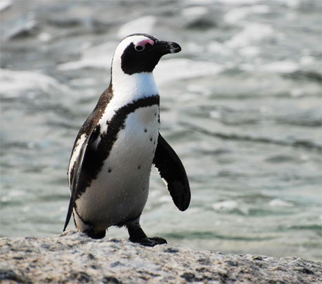 Black-footed Penguin (Spheniscus demersus)