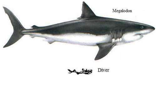 Megalodon Shark Facts 