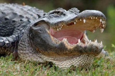 facts about alligators for kids
