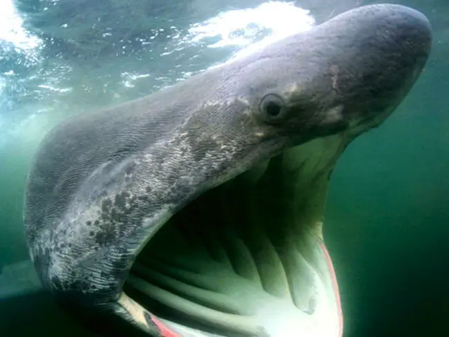 basking shark pictures