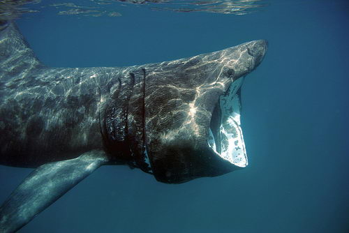 basking shark facts