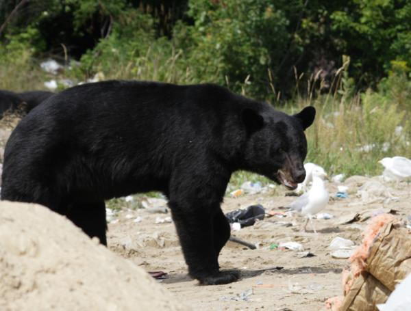 a black bear - black bear facts