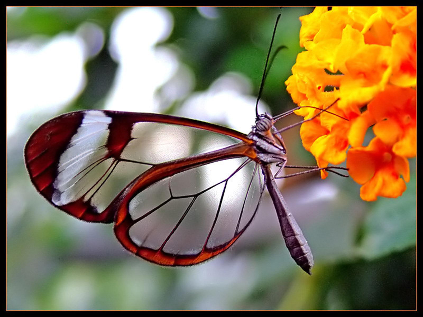Transparent amazing butterfly- butterfly facts for kids