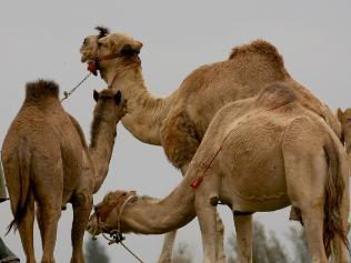 facts about camels for kids | camel pictures