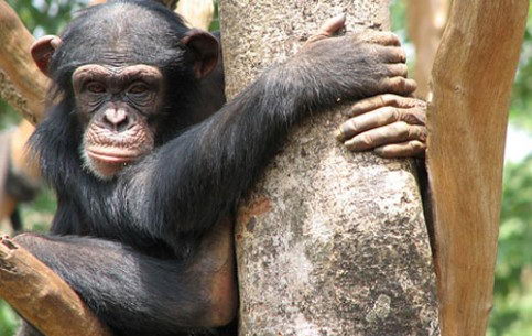 chimpanzee facts for kids