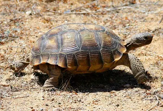 Desert Tortoise pictures
