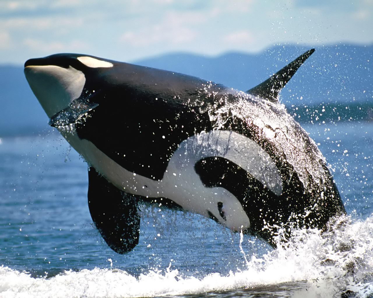 killer whales pictures