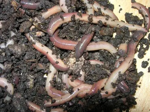 earthworms pictures