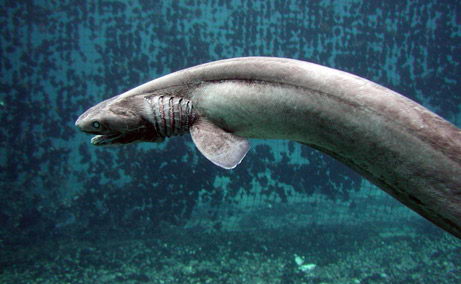 frilled shark pictures