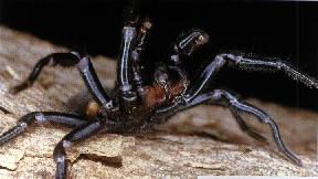 funnel web spider pictures