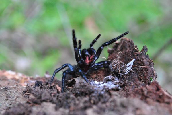 funnel web spider facts