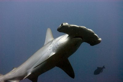 Hammerhead shark (Sphyrna)