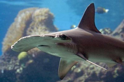 hammerhead shark facts for kids