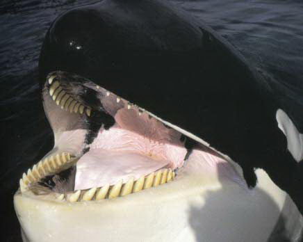 killer whale pictures | killer whale facts