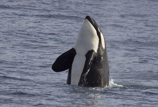 killer whale facts for kids
