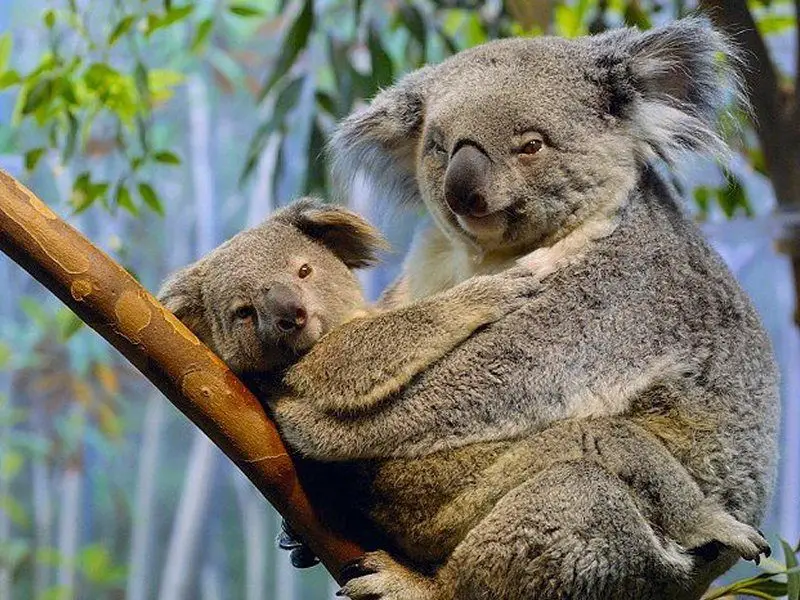 koala bear with its baby - koala bear facts for kids