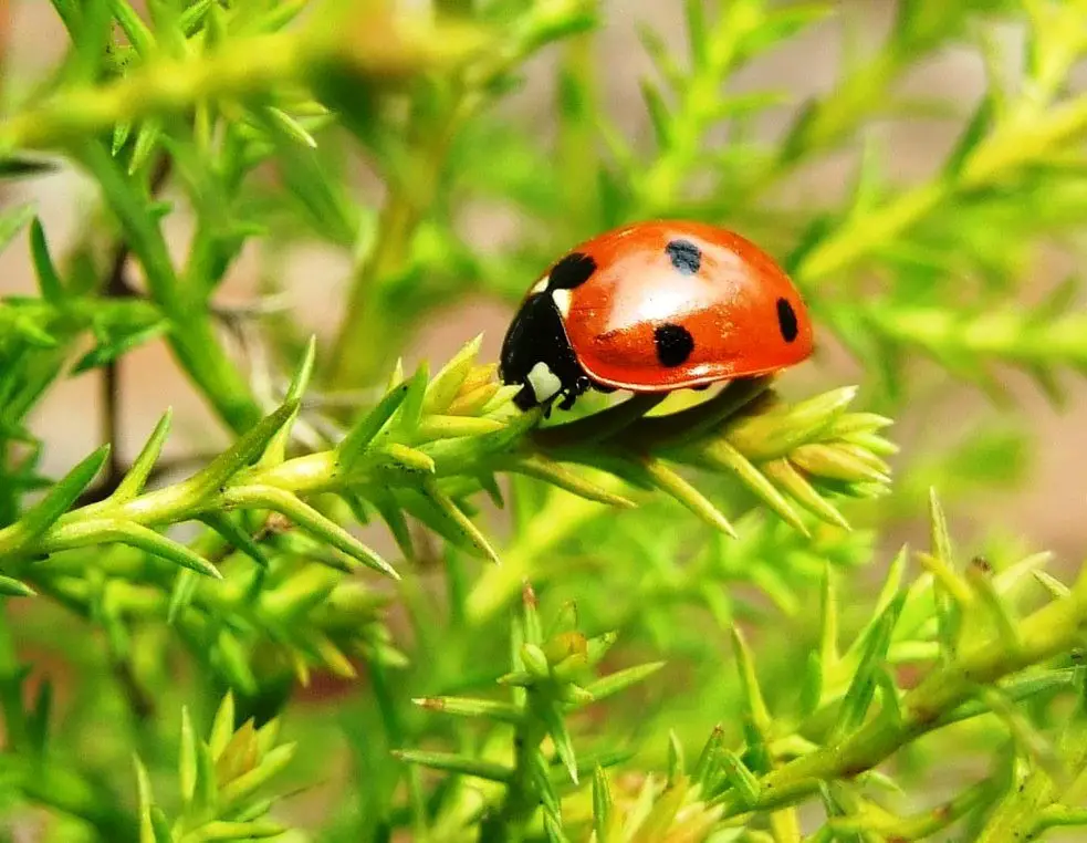 ladybird pictures