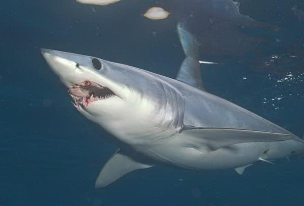 mako shark pictures