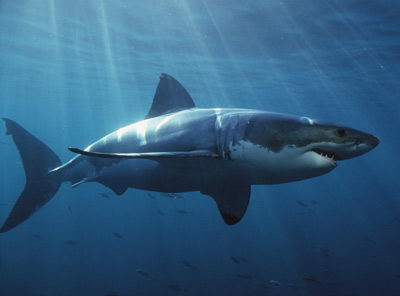 mako shark pictures