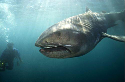megamouth shark facts