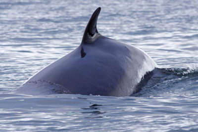 pictures of minke whales