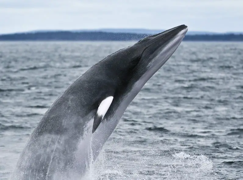 minke whale pictures