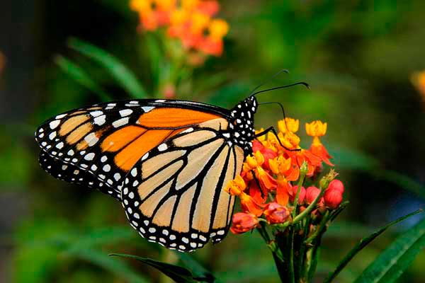 monarch butterfly facts for kids