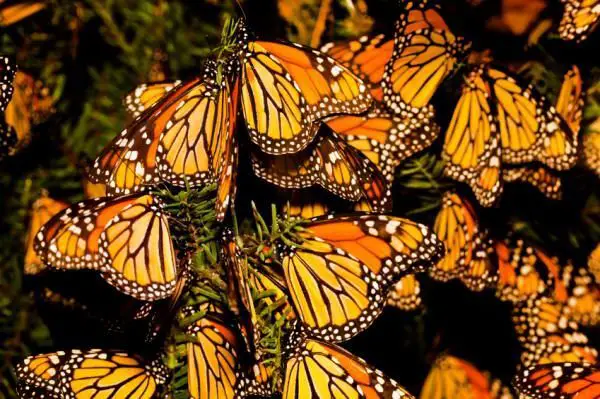 monarch butterfly facts for kids