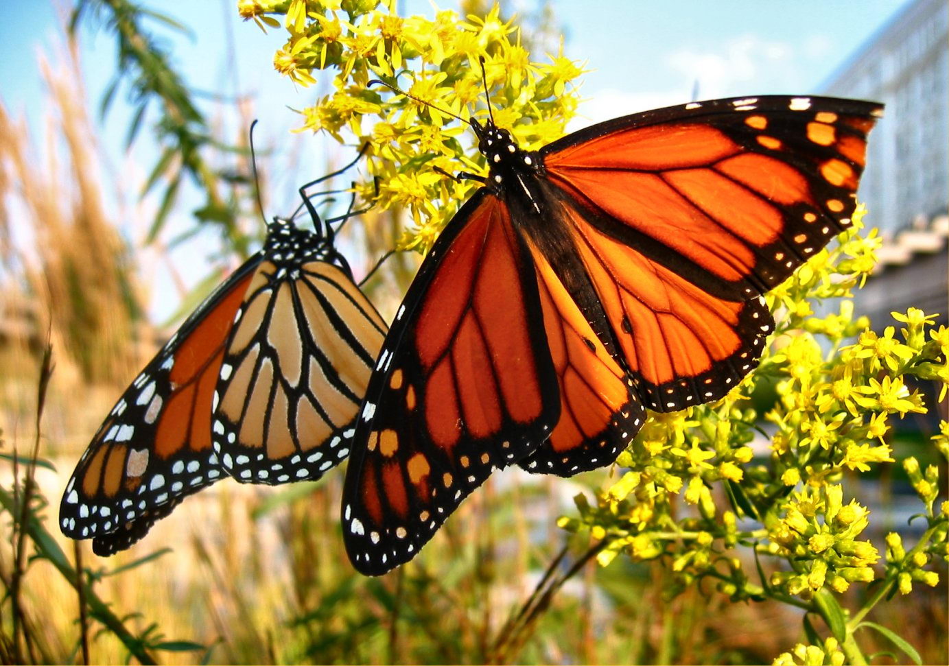 Two Monarch butterflies- monarch butterfly facts for kids
