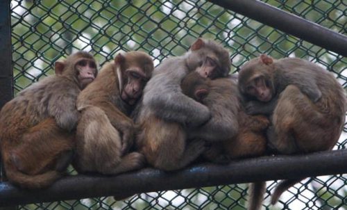 Monkey facts for kids - Monkeys in Zoo