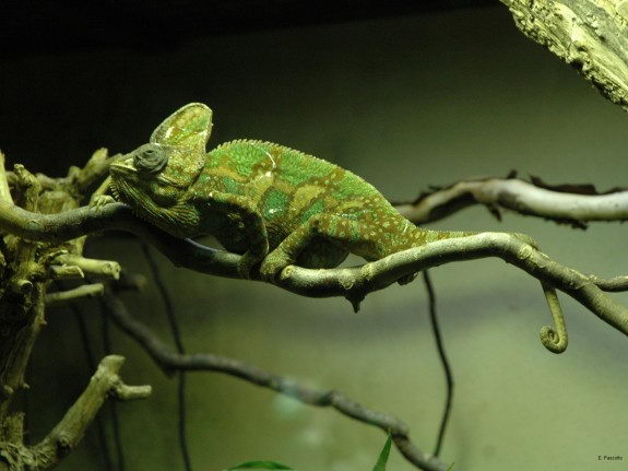 chameleon facts for kids