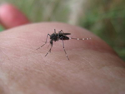 facts about mosquitoes for kids