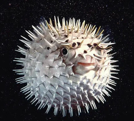puffer fish facts for kids | puffer fish pictures