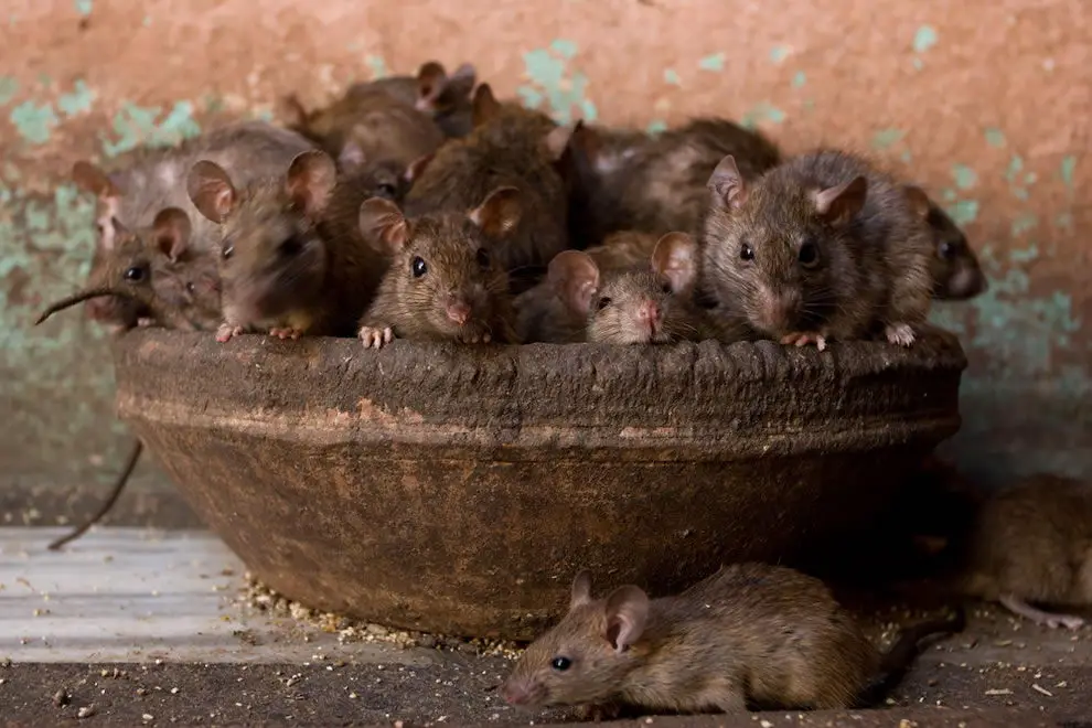 Rats in a bowl - rat facts for kids