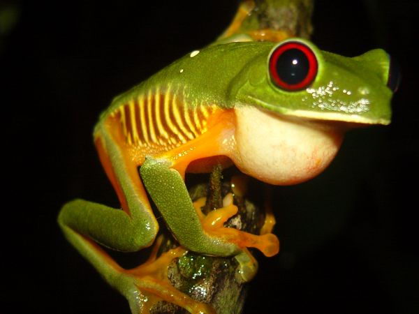 A red eyed tree frog
