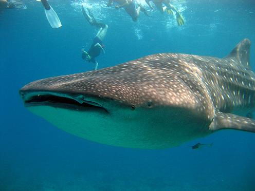 whale shark pictures in sea