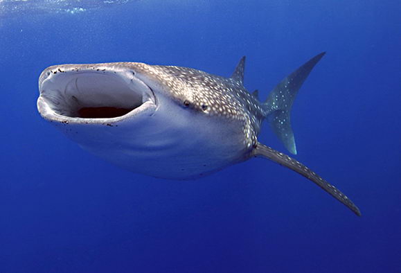 whale shark facts for kids