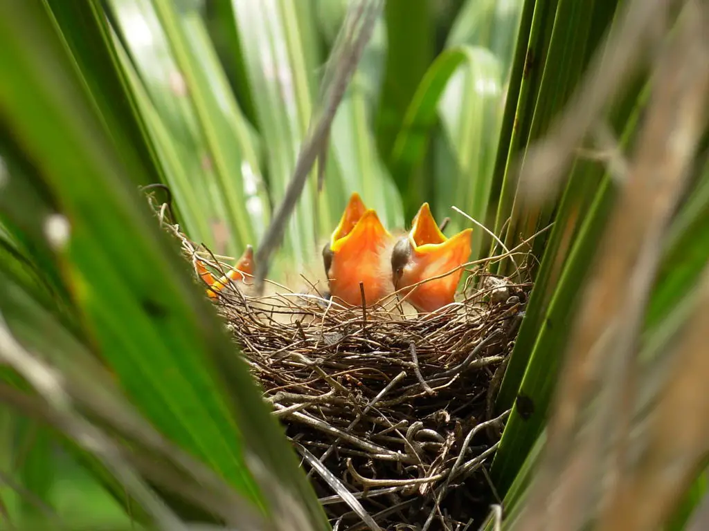 two baby birds in nest - what to feed baby birds | baby bird pictures