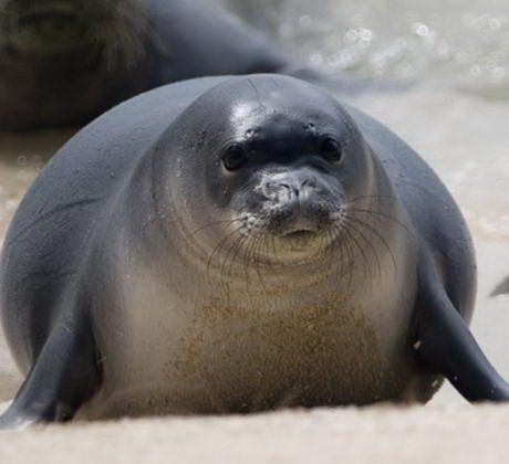 Hawaiian Monk Seal Facts 
