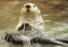 Sea Otter - endangered animals for kids