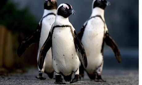 african penguin facts