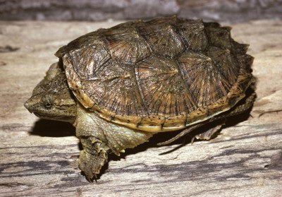 alligator snapping turtle factd